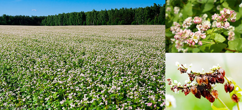 What does buckwheat plant look like?